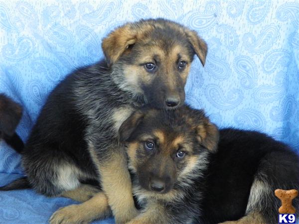 German Shepherd Puppies in CA